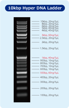 10kbpDNA_band